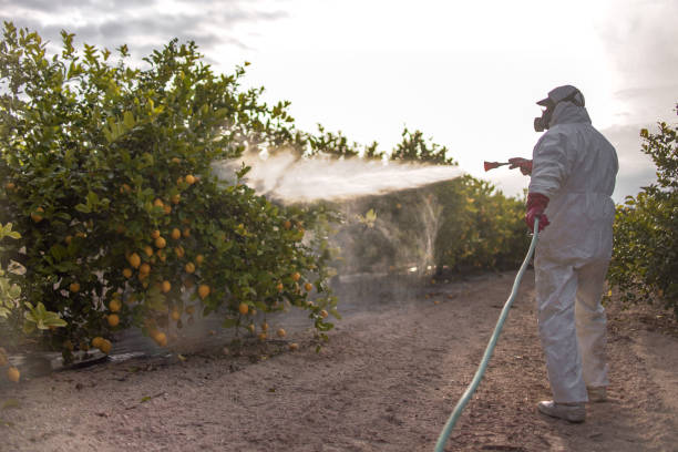 Best Local Pest Control Services  in Navarre Beach, FL